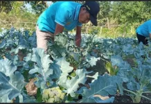 Fokus Pengembangan Potensi Daerah Perbatasan