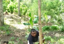 Sangsi Adat Bagi Masyarakat Pembakar Hutan