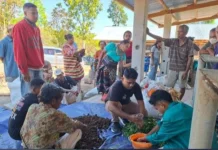 Unimor Dorong Teknologi Penggemukan Sapi melalui Pakan Komplit ke Peternak Pol