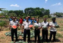 Lapas Atambua Panen 2,5 Ton Semangka dari Lahan Pembinaan