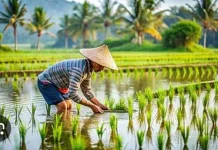 Warga Alas Malaka Berkeluh di Halo RRI
