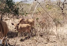 Kawasan Sonis Laloran Menjadi Lokasi Pengembangan Populasi Sapi di Belu