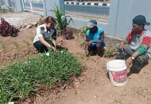 Warga Binaan Lapas Atambua Panen 25 Kilogram Sayuran untuk Kebutuhan Bama