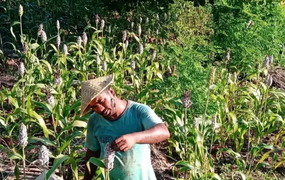 Manfaat Benih Pangan Lokal Tahan Terhadap Perubahaan Iklim