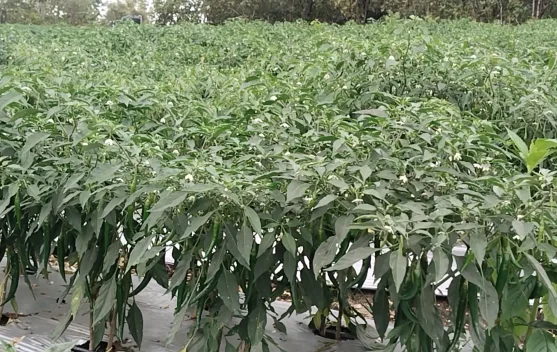 Kebun Jane Atambua, Produksi Panen Orientasi Bisnis Kwalitas Eksport