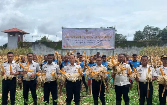 Lapas Atambua Panen Sebanyak Dua Ton Jagung Hibrida
