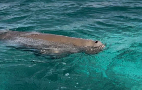 Melihat Dugong Langsung di Pantai Mali Alor