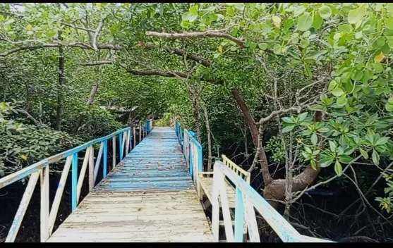 Titian Mangrove Pesinghong Jadi Pilihan Wisata Alam Dekat Kota Kalabahi