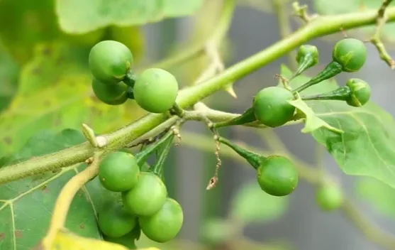 Rimbang, Pelengkap Masakan Tradisional yang Kaya Manfaat