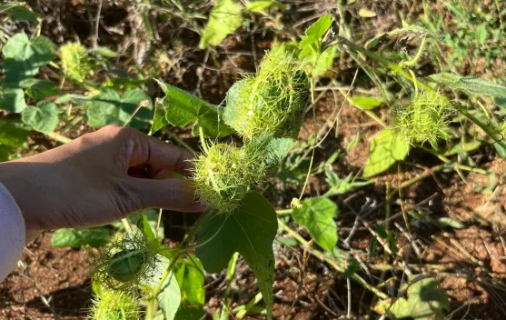 Rambusa, Buah Liar Kaya Vitamin yang Tumbuh di Hutan