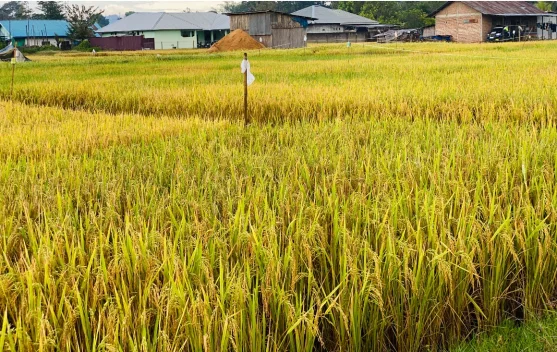 Petani di Atambua Khawatir Panen Terhambat akibat Hujan Berkepanjangan