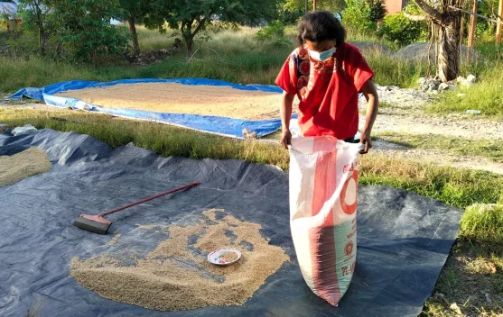 Petani Desa Naibonat Mulai Memanen dan Menjemur Padi