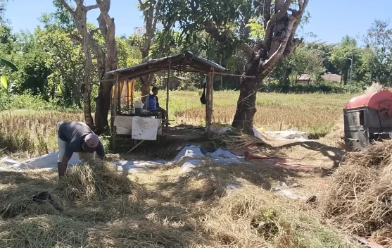 Praktik Ijon Berlaku di Kabupaten Belu Rugikan Petani