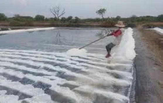 TTU Siap Kembangkan Industri Garam Rakyat