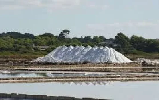 Investor Tinjau Potensi Garam TTU