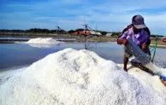 TTU Dorong Industri Garam Berkelanjutan