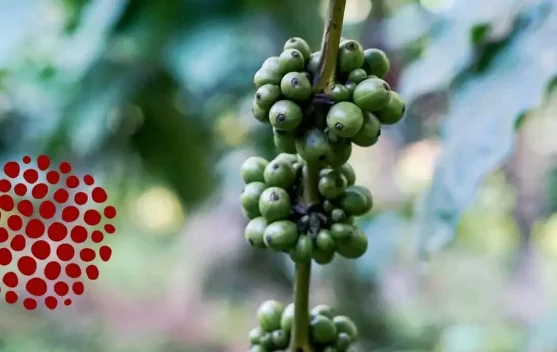Strategi Mengemas Kopi Robusta Lamaole Menembus Pasar Modern.