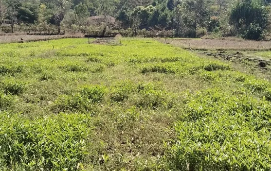 Ternak Rusak Tanaman Sayuran Petani Umanen Merugi Tidak Peroleh Hasil Panen