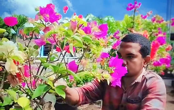 Coplant Padukan Kopi dan Tanaman Hias Alor