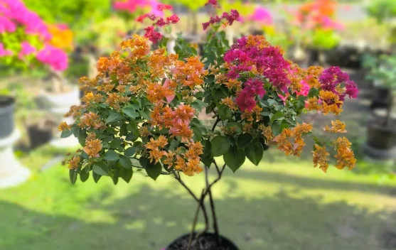 Budidaya Bougainvillea Jadi Usaha Coplant Alor