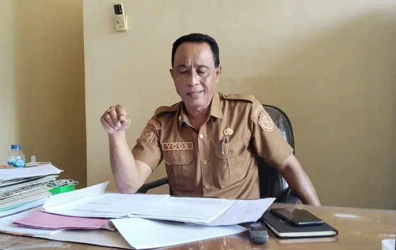 Mencukupi Pakan di Musim Kemarau Dinas Peternakan Belu Menanam Hijauan Rumput
