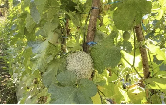 Budidaya Melon Menjadi Peluang Bisnis Menjanjikan di Belu