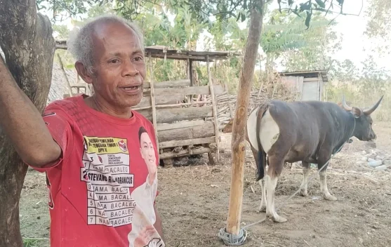 Peternak di Belu Keluhkan Sapi Piaraan Tidak Bisa Dijual ke Perusahan Pengumpul