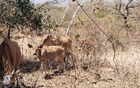 Kawasan Sonis Laloran Menjadi Lokasi Pengembangan Populasi Sapi di Belu