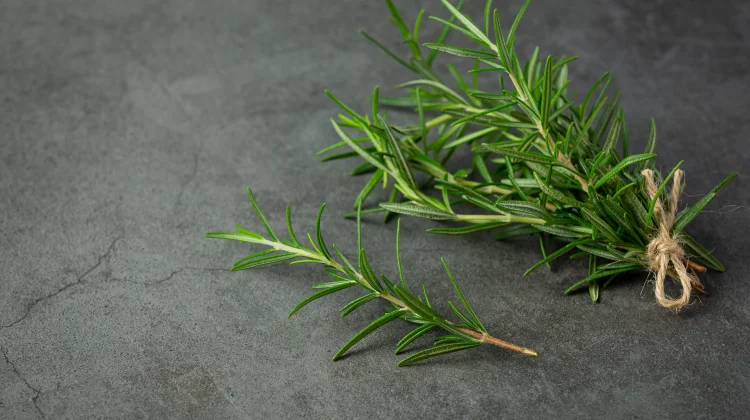Bahaya dan Efek Samping Rosemary
