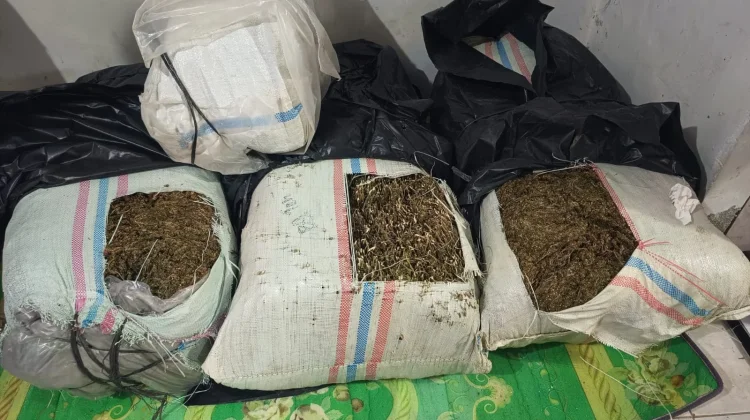 Polisi Tangkap 50 Kilogram Ganja di Bireuen