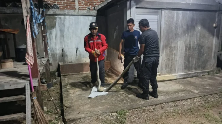 Damkar BPBD Aceh Besar Evakuasi Ular Piton dari Rumah Warga