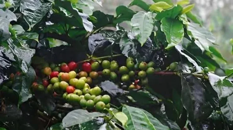 Kopi Gayo Isabelline: Karakteristik, Cita Rasa, dan Keunggulan Membuatnya Istimewa