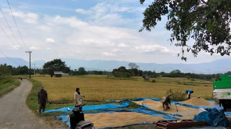 Optimalkan Sawah Tadah Hujan, Petani Maheng Aceh Besar Dukung Swasembada Pangan