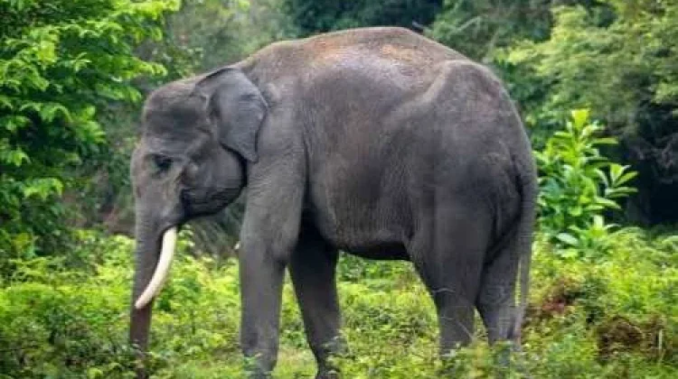 WWF: Krisis Habitat Ancam Kelangsungan Gajah Sumatera di Aceh