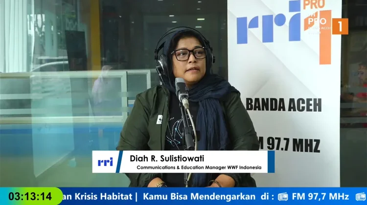 WWF: Populasi Gajah Sumatra Terancam Punah