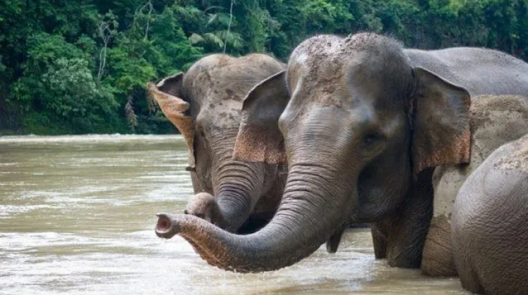 Habitat Gajah Sumatera Kian Menyusut