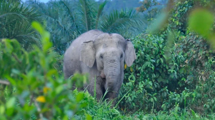 WWF Dorong Mega Kawasan Gajah di Aceh