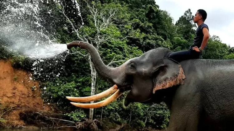 90 Ribu Hektar Lahan Konservasi jadi Solusi untuk Atasi Konflik Gajah di Aceh