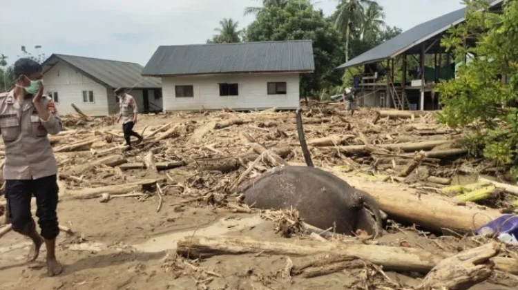Gajah Aceh Terseret Banjir 2025, WWF Angkat Bicara