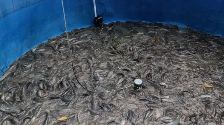 Panen Lele Bioflok Capai 359 Kg, Kadis DP2KP: Bukti Nyata Ketahanan Pangan Lokal