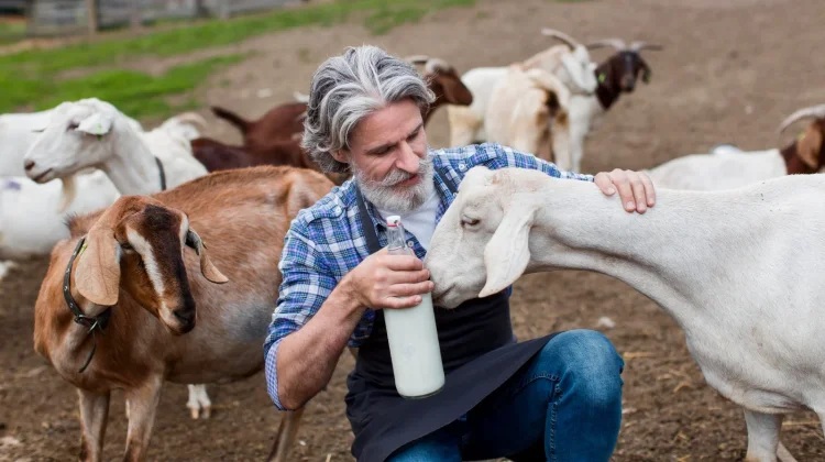 Memahami Perbedaan Rasa Susu Kambing dan Susu Sapi