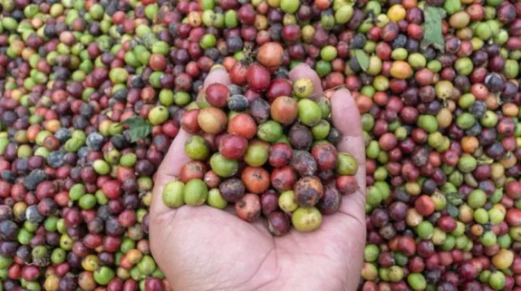 PEMA Ekspor Perdana 19 Ton Kopi Gayo ke Amerika Serikat