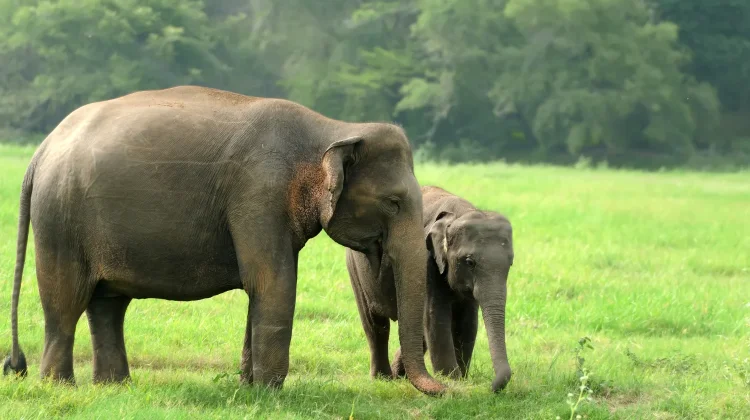 Krisis Habitat Ancam Gajah Sumatera