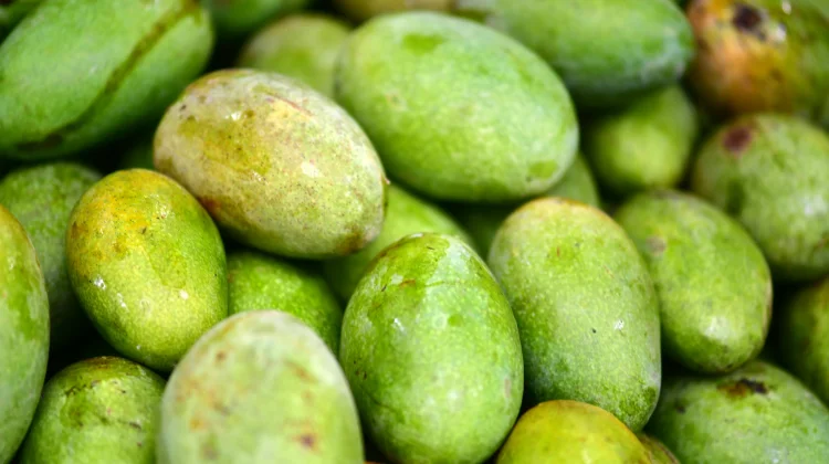 Begini Cara agar Mangga Cepat Matang Secara Alami