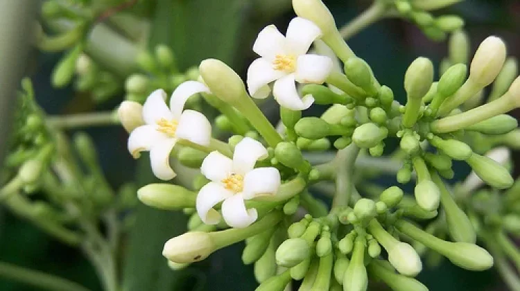 Ini Dia Manfaat Daun Pepaya untuk Kesehatan