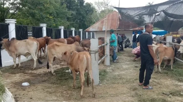 Pasar Sibreh Mulai Ramai Dikunjungi Pembeli Hewan Kurban