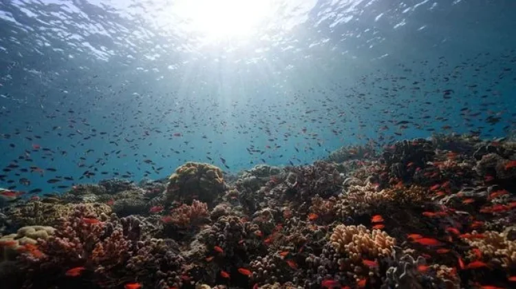Menjaga Laut Indonesia Dimulai dari Edukasi Masyarakat