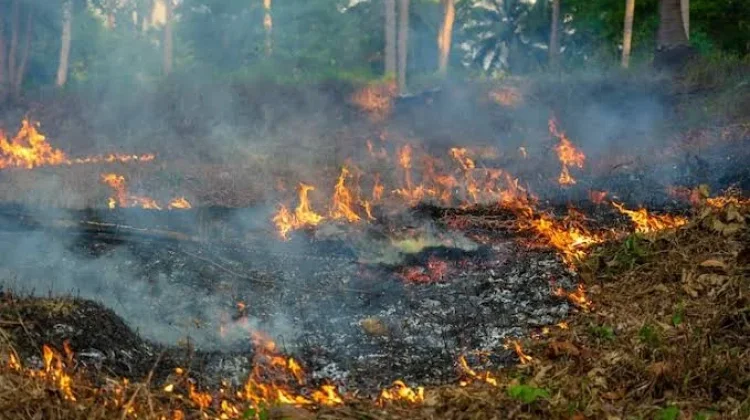 DLHK: Tahun ini Aceh Berpotensi Rawan Kebakaran Hutan