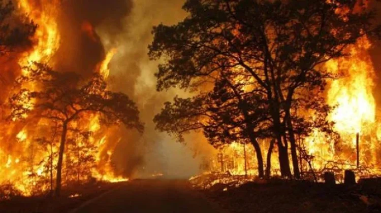 Pelaku Pembakaran Hutan Bisa Dijerat Hukuman Berat, Denda Rp15 Miliar
