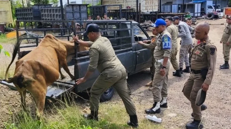 Satpol PP dan WH Tertibkan Ternak di Ingin Jaya